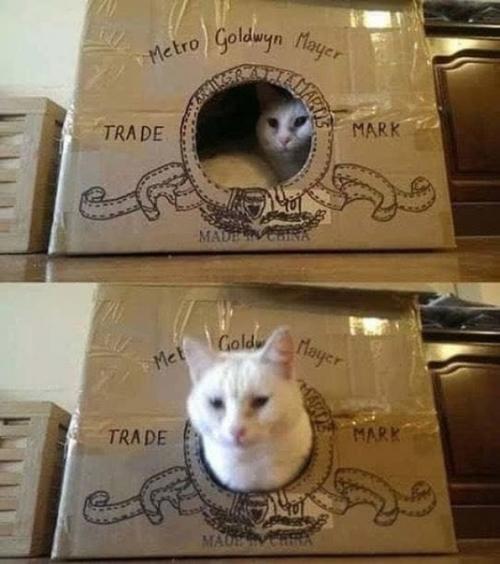 Кошки - тайные Чебурашки, тот тоже жил в коробке с апельсинами, пока злой дядька не вынул его от туда. 09