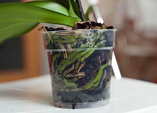 Все, что нужно знать о цветении орхидей. 01