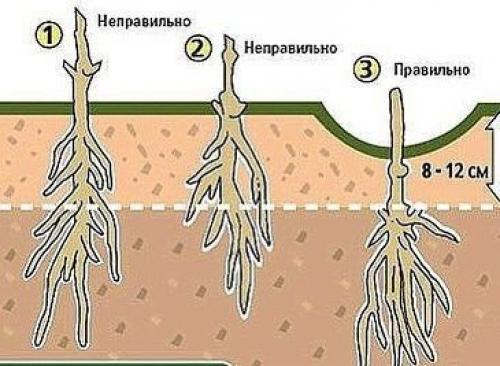 Как и куда правильно посадить клематис! 01 Как и куда правильно посадить клематис! 01