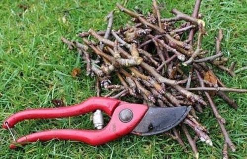 Виноградная лоза должна страдать. 03 Виноградная лоза должна страдать. 03