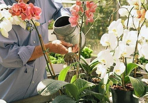 Все, что нужно знать о цветении орхидей. 03