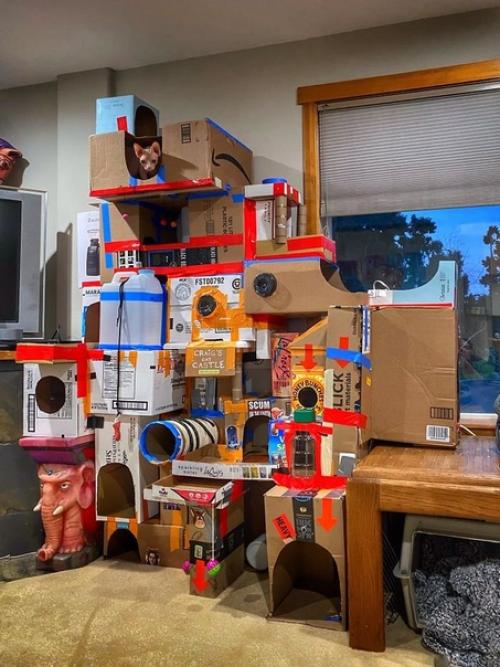 Кошки - тайные Чебурашки, тот тоже жил в коробке с апельсинами, пока злой дядька не вынул его от туда. 06