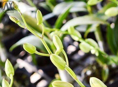 Все, что нужно знать о цветении орхидей. 04