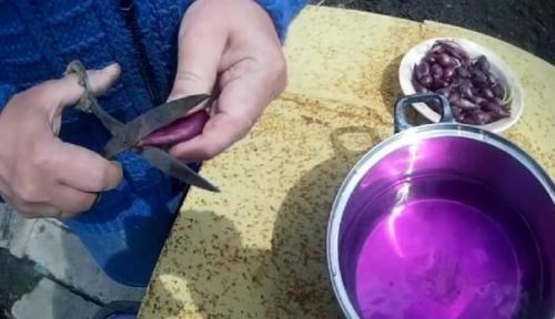 Секреты выращивания крупного лука. 01 Секреты выращивания крупного лука. 01