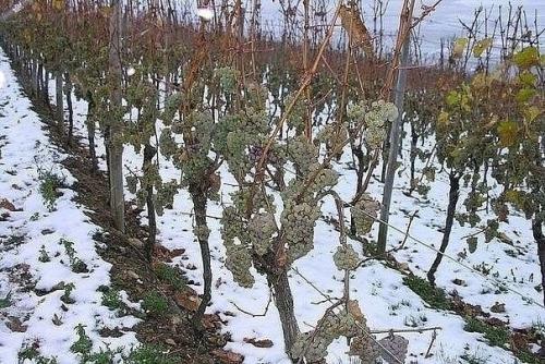 Виноградная лоза должна страдать. 04 Виноградная лоза должна страдать. 04