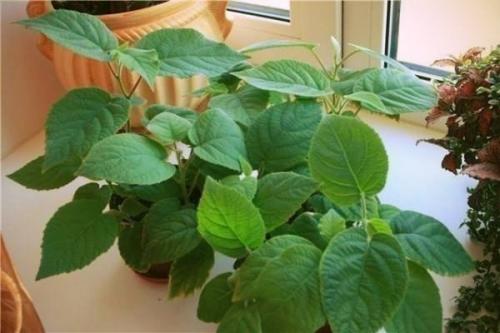 Мы выращиваем киви дома? 01 Мы выращиваем киви дома? 01