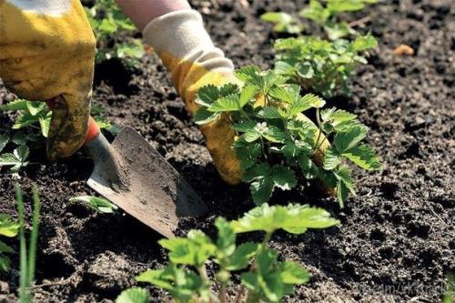 Осенняя уборка клубничной грядки. 01