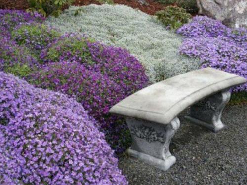 Обриета - яркий красочный ковер из розовых, малиновых, фиолетовых цветов. 03 Обриета - яркий красочный ковер из розовых, малиновых, фиолетовых цветов. 03