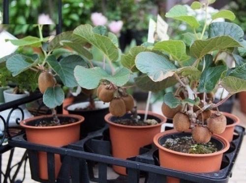 Мы выращиваем киви дома? 04 Мы выращиваем киви дома? 04