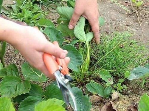 Осенняя уборка клубничной грядки. 02