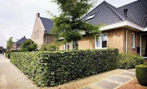 Мы делаем живую изгородь. 01 Мы делаем живую изгородь. 01