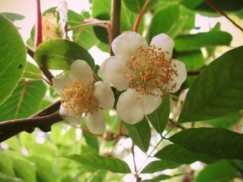 Мы выращиваем киви дома? 02 Мы выращиваем киви дома? 02