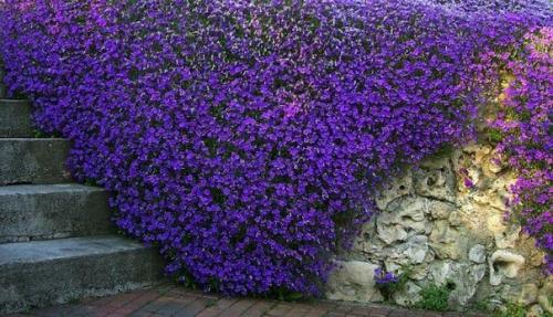 Обриета - яркий красочный ковер из розовых, малиновых, фиолетовых цветов. 01 Обриета - яркий красочный ковер из розовых, малиновых, фиолетовых цветов. 01