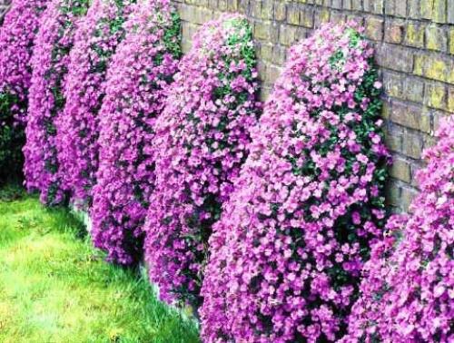 Обриета - яркий красочный ковер из розовых, малиновых, фиолетовых цветов. 02 Обриета - яркий красочный ковер из розовых, малиновых, фиолетовых цветов. 02