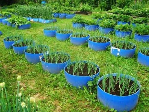 Интересные варианты грядок. 08