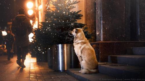 В эти дни каждому хочется поверить в чудо. 06