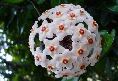 9 домашних растений вместо освежителей воздуха и Саше. 03 9 домашних растений вместо освежителей воздуха и Саше. 03