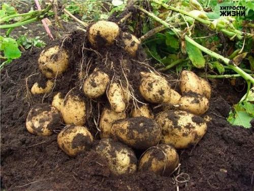 Картофель. Как с 20-ти кустов собрать 40 вёдер. 01 Картофель. Как с 20-ти кустов собрать 40 вёдер. 01