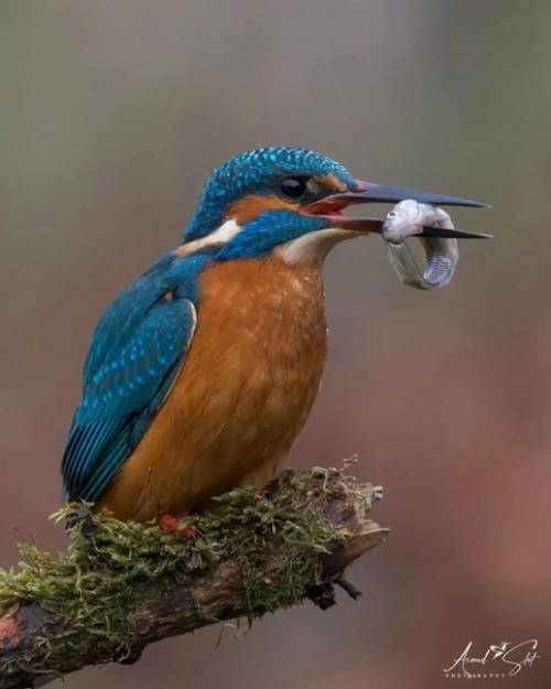 Охота зимородка в объективе фотографа - натуралиста Arend Slot. 02