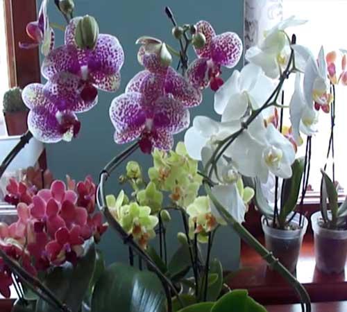 Мы подкармливаем орхидею для красивого цветения. 01