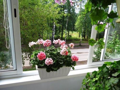 9 домашних растений вместо освежителей воздуха и Саше. 09 9 домашних растений вместо освежителей воздуха и Саше. 09