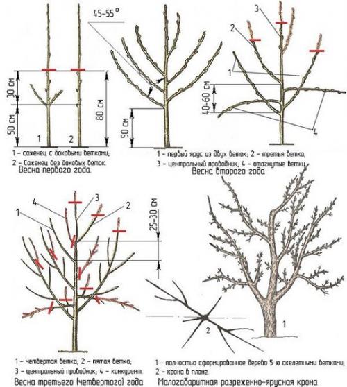Мы обрезаем саженцы правильно. 04 Мы обрезаем саженцы правильно. 04