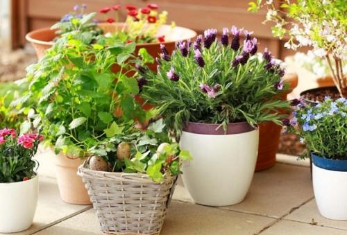 Мы подкармливаем домашние цветы. 01 Мы подкармливаем домашние цветы. 01