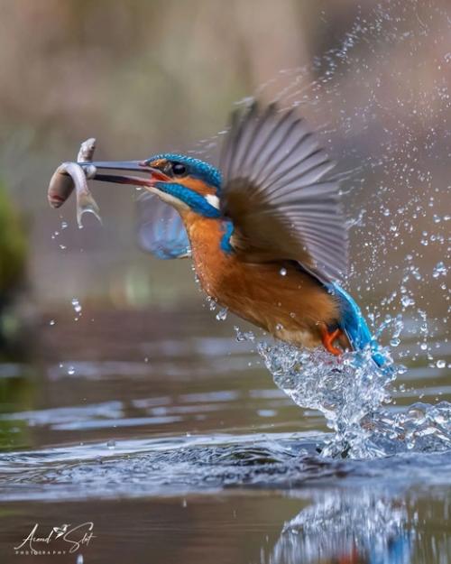 Охота зимородка в объективе фотографа - натуралиста Arend Slot. 01