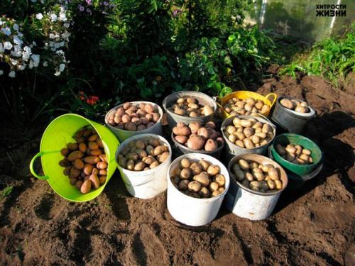 Картофель. Как с 20-ти кустов собрать 40 вёдер. 02 Картофель. Как с 20-ти кустов собрать 40 вёдер. 02