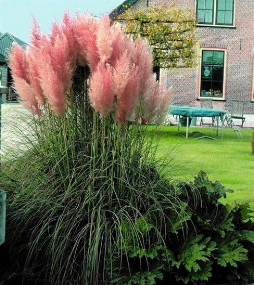 Пампасная трава. Пампасная трава, или кортадерия, на участке смотрится великолепно. 03 Пампасная трава. Пампасная трава, или кортадерия, на участке смотрится великолепно. 03
