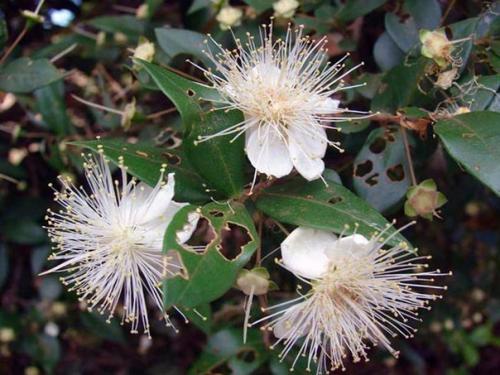 9 домашних растений вместо освежителей воздуха и Саше. 04 9 домашних растений вместо освежителей воздуха и Саше. 04