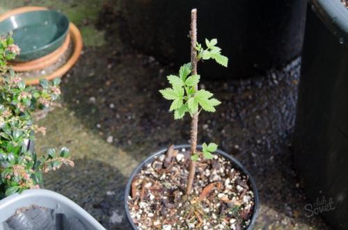 Мы обрезаем саженцы правильно. 01 Мы обрезаем саженцы правильно. 01