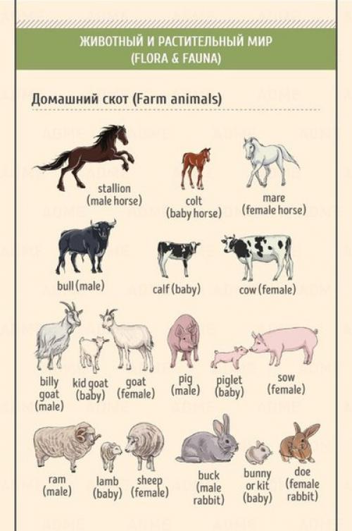 Английский - это просто. 06