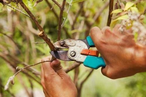 Мы обрезаем саженцы правильно. 05 Мы обрезаем саженцы правильно. 05