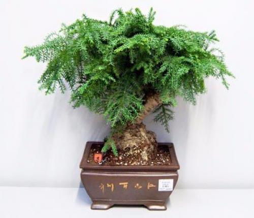 9 домашних растений вместо освежителей воздуха и Саше. 07 9 домашних растений вместо освежителей воздуха и Саше. 07