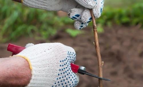 Мы обрезаем саженцы правильно. 03 Мы обрезаем саженцы правильно. 03