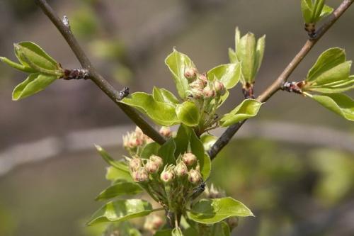 Мы обрезаем саженцы правильно. 02 Мы обрезаем саженцы правильно. 02
