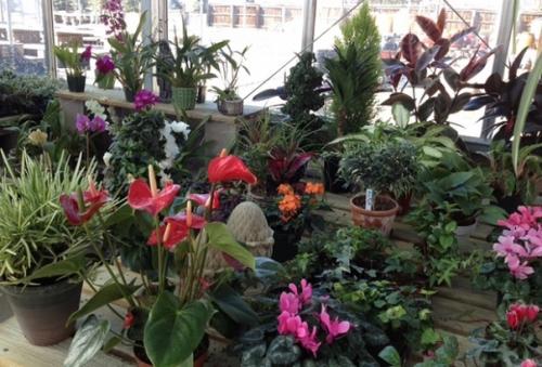 Мы подкармливаем домашние цветы. 02 Мы подкармливаем домашние цветы. 02