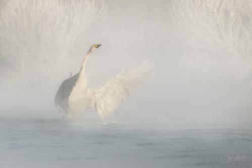 Навстречу солнцу.  Белое на белом может смотреться очень эффектно если умеете сохранять объем. 02