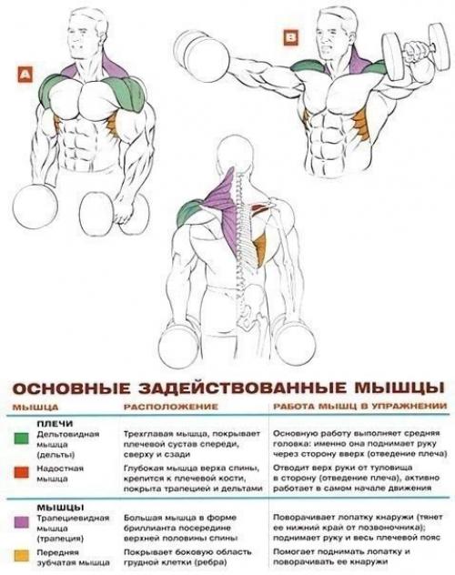 Стратегия развития больших плеч. 05 Стратегия развития больших плеч. 05