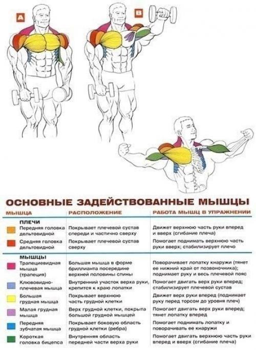 Стратегия развития больших плеч. 03 Стратегия развития больших плеч. 03