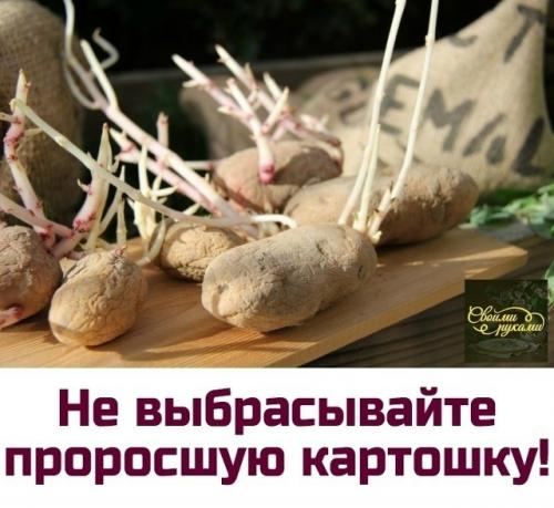 Картофельные ростки: золотой актив, который вы зря выбрасывали! 

