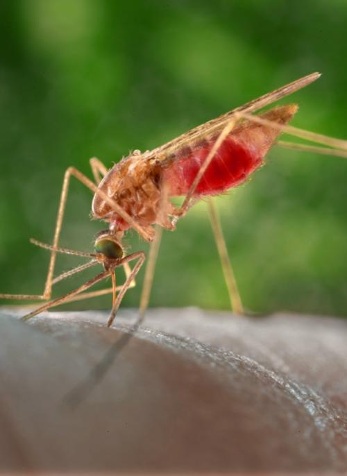 Этой весной Россию накроет массовое нашествие комаров и клещей. 02