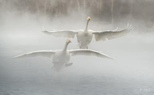Навстречу солнцу.  Белое на белом может смотреться очень эффектно если умеете сохранять объем. 03