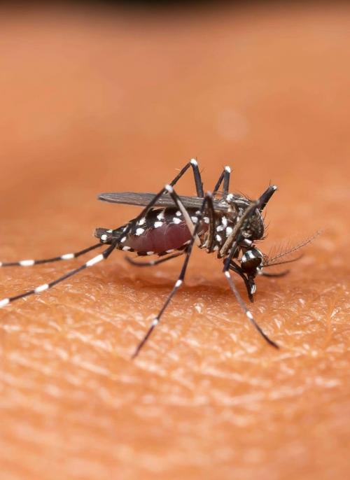 Этой весной Россию накроет массовое нашествие комаров и клещей. 01