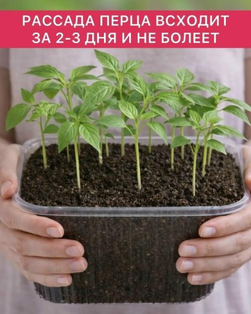 Как посадить перец, чтобы он взошёл за 2-3 дня и дал ранний урожай.

