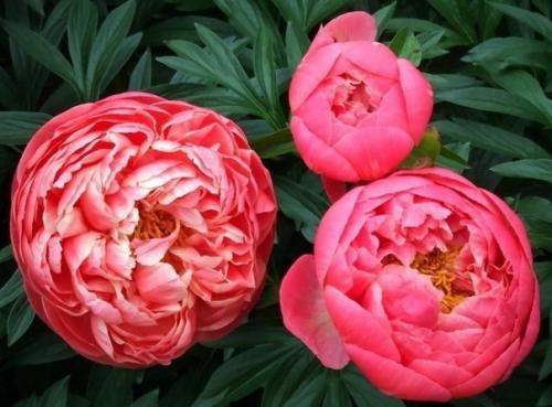 4 этапа внесения удобрений для пионов. 01