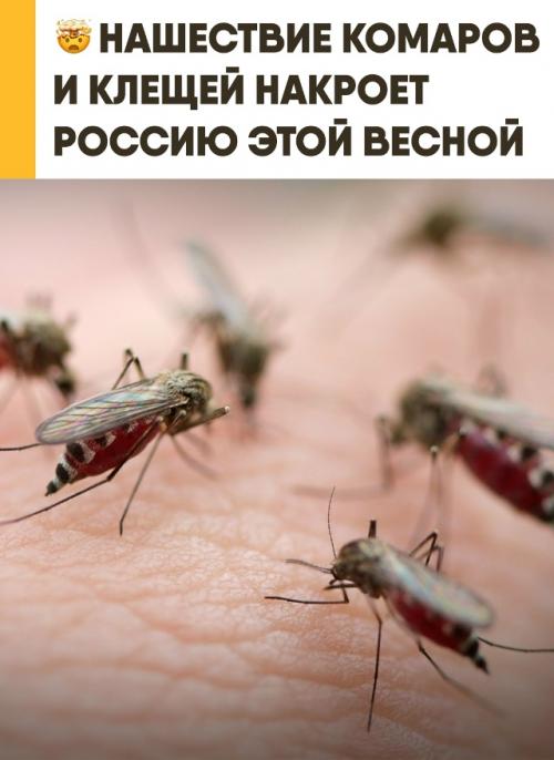 Этой весной Россию накроет массовое нашествие комаров и клещей. 

