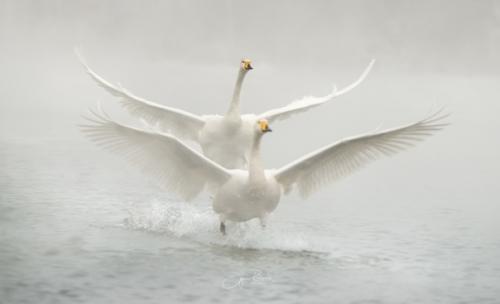 Навстречу солнцу.  Белое на белом может смотреться очень эффектно если умеете сохранять объем. 01
