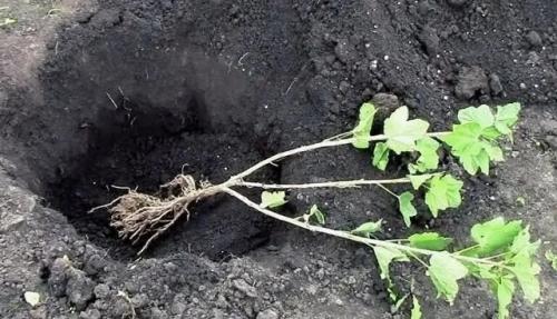 Плoxие coceди для смородины.
